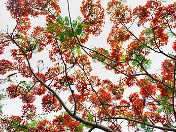 Epic喜加一：《上古卷轴OL＆The Elder Scrolls Online》免费领！